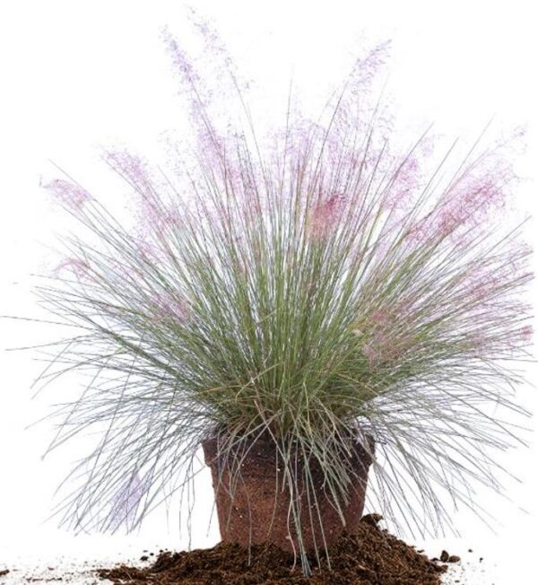 Muhlenbergia capillaris - Grama Rosa Ornamental, Grama Rosa, Muhlygrass, Mulhy Pink Grass, Sweetgrass - Image 12
