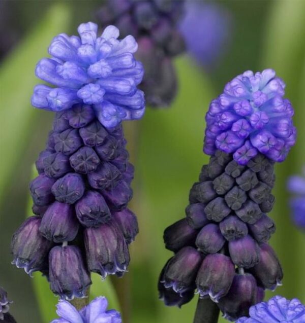 Muscari latifolium - Jacinto Uva de Folha Larga - Image 8