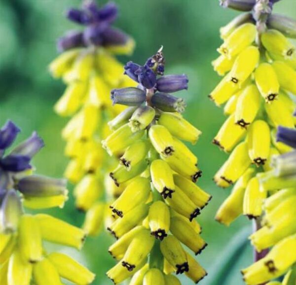 Muscari macrocarpum Golden Fragance - Jacinto Uva Dourado, Jacinto Uva Fragrância de Ouro - Image 7