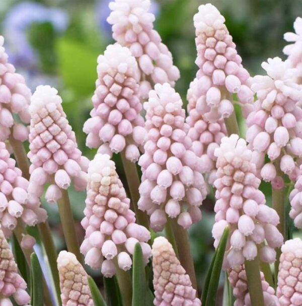 Muscari spp Mix - Jacinto Uva Floração Mix - Image 6