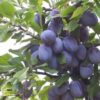 Prunus domestica 'Nutmeg Plum' - Ameixeira, Ameixa Noz-moscada, Ameixa Noz Moscada