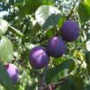 Prunus domestica 'Nutmeg Plum' - Ameixeira, Ameixa Noz-moscada, Ameixa Noz Moscada - Image 2