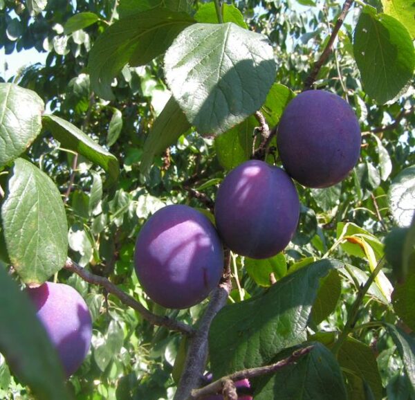 Prunus domestica 'Nutmeg Plum' - Ameixeira, Ameixa Noz-moscada, Ameixa Noz Moscada - Image 2