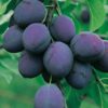 Prunus domestica 'Nutmeg Plum' - Ameixeira, Ameixa Noz-moscada, Ameixa Noz Moscada - Image 3