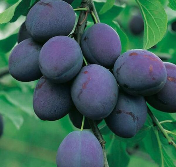 Prunus domestica 'Nutmeg Plum' - Ameixeira, Ameixa Noz-moscada, Ameixa Noz Moscada - Image 3