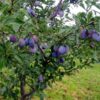 Prunus domestica 'Nutmeg Plum' - Ameixeira, Ameixa Noz-moscada, Ameixa Noz Moscada - Image 4