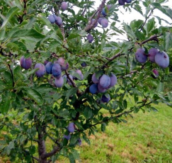 Prunus domestica 'Nutmeg Plum' - Ameixeira, Ameixa Noz-moscada, Ameixa Noz Moscada - Image 4