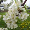 Prunus domestica 'Nutmeg Plum' - Ameixeira, Ameixa Noz-moscada, Ameixa Noz Moscada - Image 5
