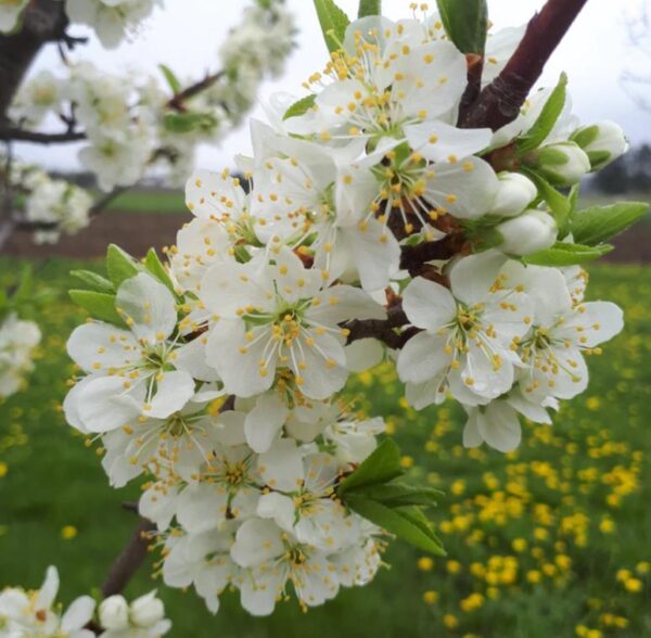 Prunus domestica 'Nutmeg Plum' - Ameixeira, Ameixa Noz-moscada, Ameixa Noz Moscada - Image 5