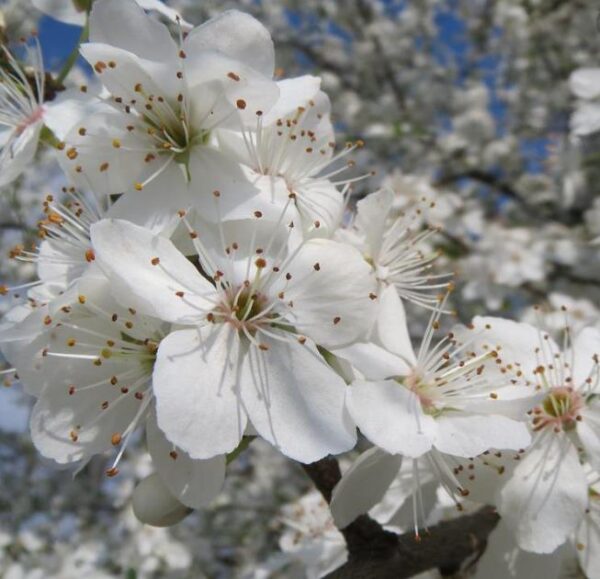 Prunus domestica 'Nutmeg Plum' - Ameixeira, Ameixa Noz-moscada, Ameixa Noz Moscada - Image 6