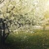 Prunus domestica 'Nutmeg Plum' - Ameixeira, Ameixa Noz-moscada, Ameixa Noz Moscada - Image 8