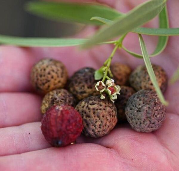 Santalum acuminatum - Sândalo Doce, Quandong Doce do Deserto, Sândalo Australiano, Pêssego Selvagem, D - Image 8