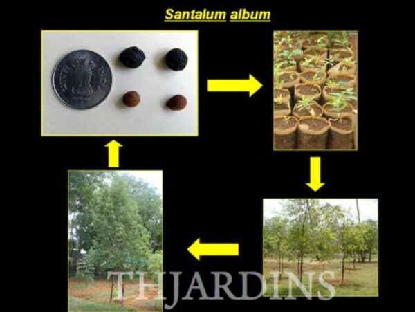 Santalum album - Sândalo Indiano - Image 3
