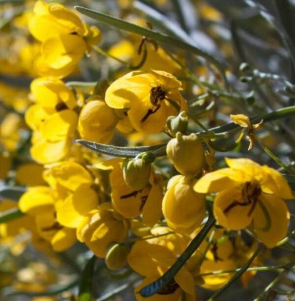 Senna artemisioides (Cassia artemisioides) - Cassia Prateada, Cassia Plumada, Cassia Prata, Senna Prata - Image 2