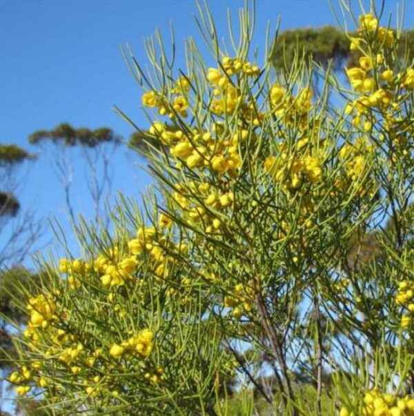 Senna artemisioides (Cassia artemisioides) - Cassia Prateada, Cassia Plumada, Cassia Prata, Senna Prata - Image 3