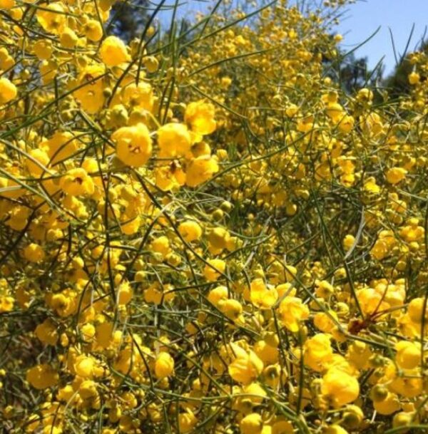 Senna artemisioides (Cassia artemisioides) - Cassia Prateada, Cassia Plumada, Cassia Prata, Senna Prata - Image 4