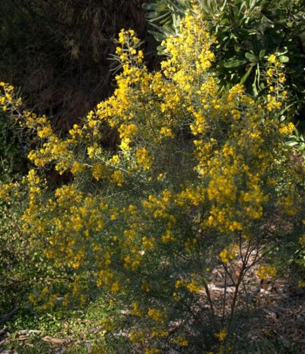 Senna artemisioides (Cassia artemisioides) - Cassia Prateada, Cassia Plumada, Cassia Prata, Senna Prata - Image 5