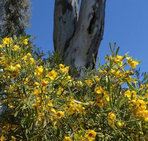 Senna artemisioides (Cassia artemisioides) - Cassia Prateada, Cassia Plumada, Cassia Prata, Senna Prata - Image 6