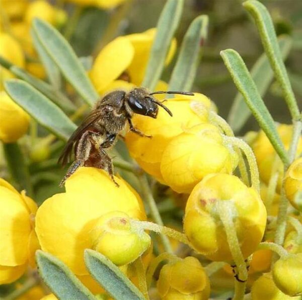 Senna artemisioides (Cassia artemisioides) - Cassia Prateada, Cassia Plumada, Cassia Prata, Senna Prata - Image 7