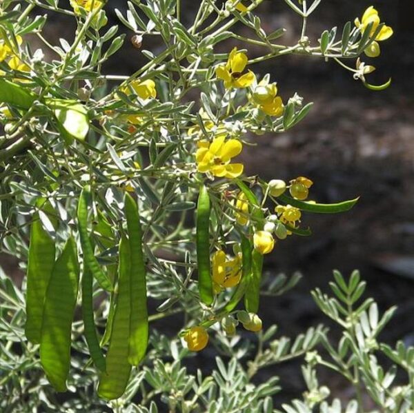 Senna artemisioides (Cassia artemisioides) - Cassia Prateada, Cassia Plumada, Cassia Prata, Senna Prata - Image 8