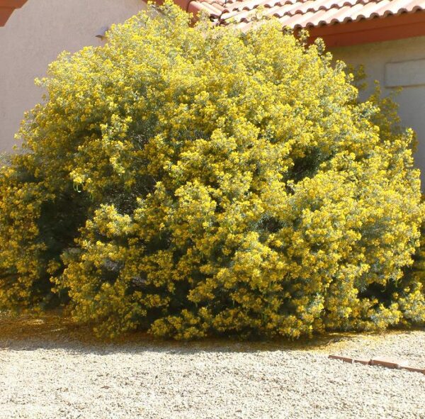 Senna artemisioides (Cassia artemisioides) - Cassia Prateada, Cassia Plumada, Cassia Prata, Senna Prata - Image 9