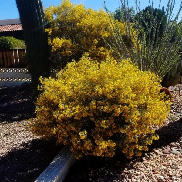 Senna artemisioides (Cassia artemisioides) - Cassia Prateada, Cassia Plumada, Cassia Prata, Senna Prata - Image 10