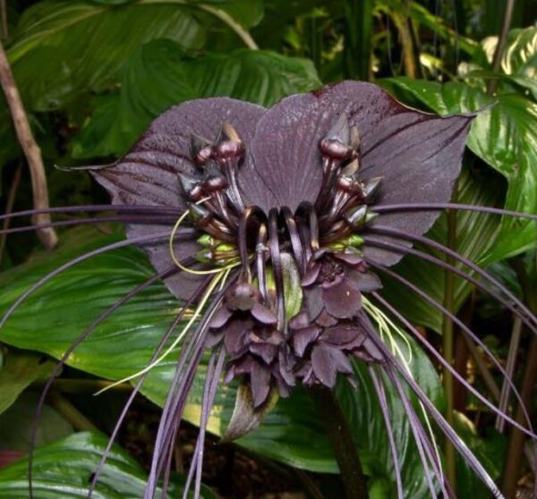 Tacca Cchantrieri - Flor Morcego Negra, Orquídea Negra, Bat flower, Flor de orquídea - Image 6