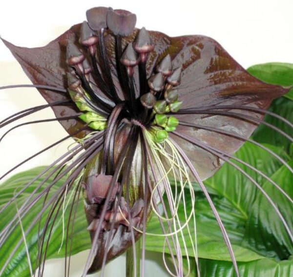 Tacca Cchantrieri - Flor Morcego Negra, Orquídea Negra, Bat flower, Flor de orquídea - Image 7