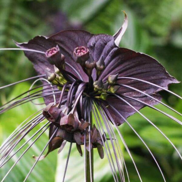 Tacca Cchantrieri - Flor Morcego Negra, Orquídea Negra, Bat flower, Flor de orquídea - Image 8