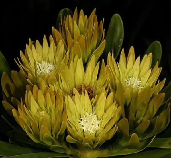 Aulax umbellata - Protea Aulax Umbellata, Featherbush, Broad-leaf Featherbush