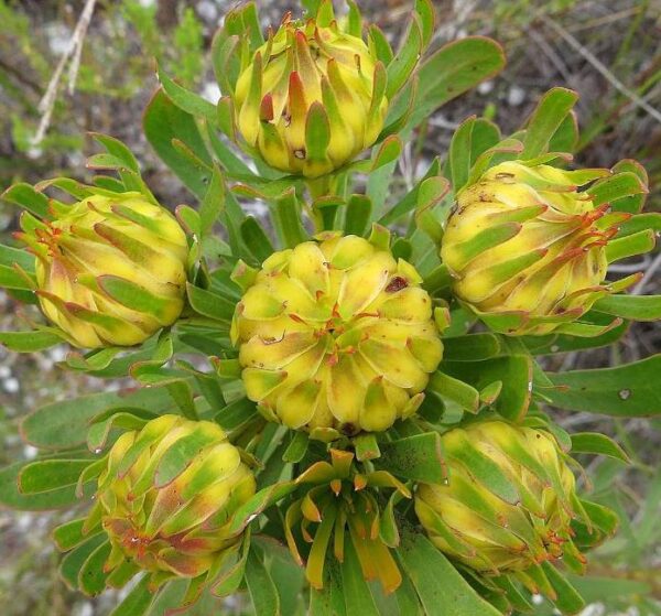 Aulax umbellata - Protea Aulax Umbellata, Featherbush, Broad-leaf Featherbush - Image 2