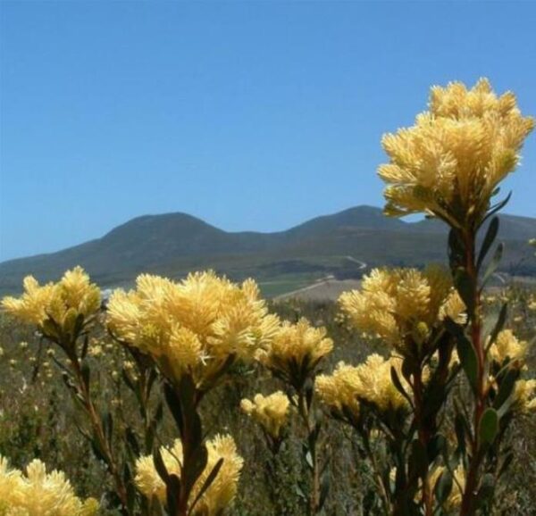 Aulax umbellata - Protea Aulax Umbellata, Featherbush, Broad-leaf Featherbush - Image 3