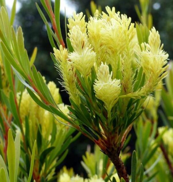 Aulax umbellata - Protea Aulax Umbellata, Featherbush, Broad-leaf Featherbush - Image 4