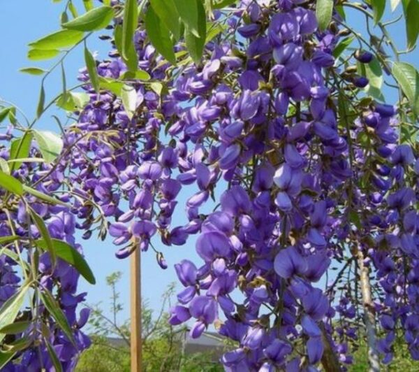 Bolusanthus speciosus - Wisteria Africana, Árvore Glicínia da Rodésia, Árvore Madeira Elefante - Image 3
