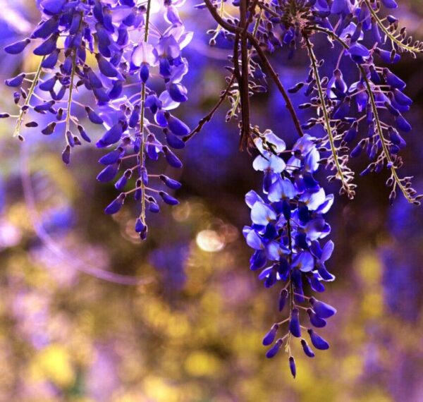 Bolusanthus speciosus - Wisteria Africana, Árvore Glicínia da Rodésia, Árvore Madeira Elefante - Image 6