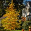 Cercidiphyllum japonicum - Árvore Katsura, Árvore Caramelo - Image 3