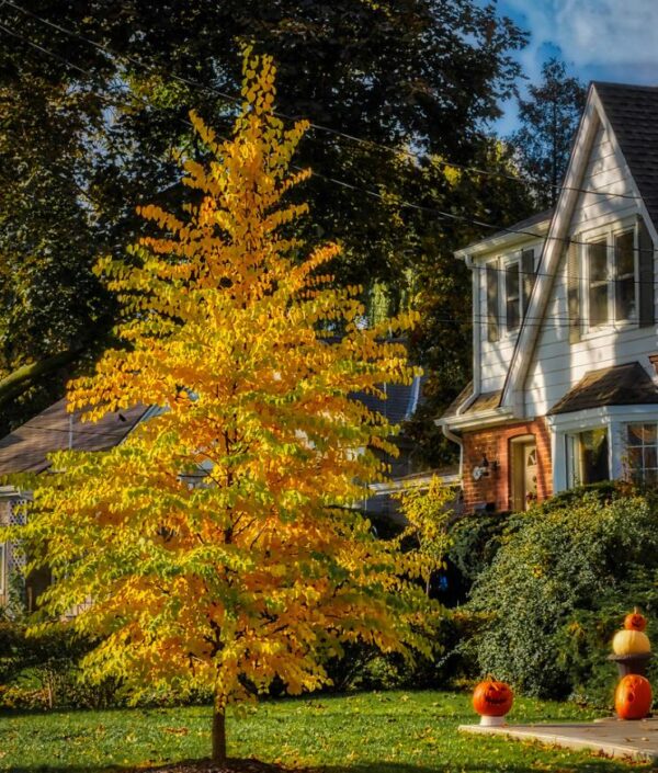 Cercidiphyllum japonicum - Árvore Katsura, Árvore Caramelo - Image 3