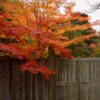 Cercidiphyllum japonicum - Árvore Katsura, Árvore Caramelo - Image 5