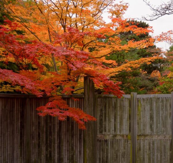 Cercidiphyllum japonicum - Árvore Katsura, Árvore Caramelo - Image 5