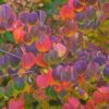 Cercidiphyllum japonicum - Árvore Katsura, Árvore Caramelo - Image 6