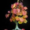 Cercidiphyllum japonicum - Árvore Katsura, Árvore Caramelo - Image 7