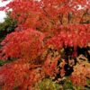 Cercidiphyllum japonicum - Árvore Katsura, Árvore Caramelo - Image 8