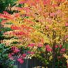 Cercidiphyllum japonicum - Árvore Katsura, Árvore Caramelo