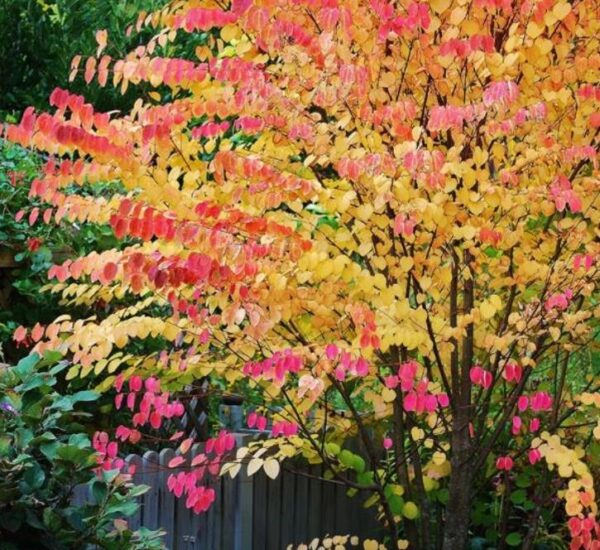 Cercidiphyllum japonicum - Árvore Katsura, Árvore Caramelo