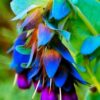 Cerinthe major 'Purpurascens' - Orgulho de Gibraltar, Blue Honeywort, Pride of Gibraltar, Flor de Cera Púrpura - Image 2