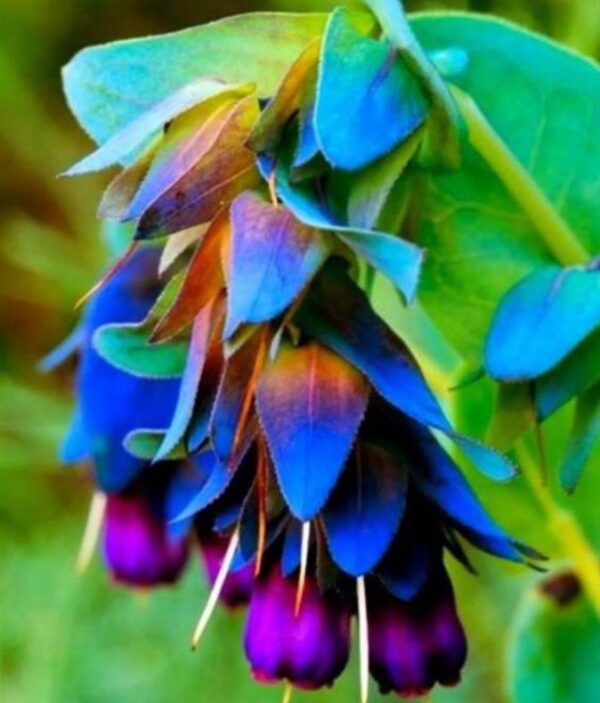 Cerinthe major 'Purpurascens' - Orgulho de Gibraltar, Blue Honeywort, Pride of Gibraltar, Flor de Cera Púrpura - Image 2