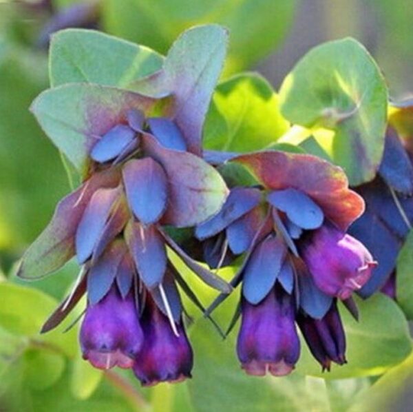 Cerinthe major 'Purpurascens' - Orgulho de Gibraltar, Blue Honeywort, Pride of Gibraltar, Flor de Cera Púrpura - Image 3