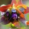 Cerinthe major 'Purpurascens' - Orgulho de Gibraltar, Blue Honeywort, Pride of Gibraltar, Flor de Cera Púrpura - Image 4