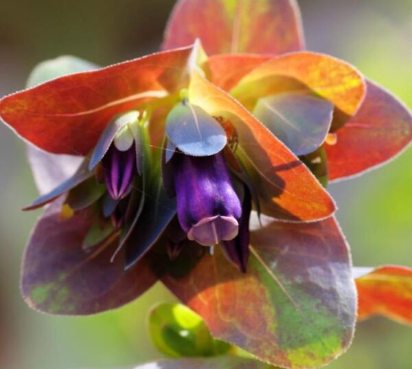 Cerinthe major 'Purpurascens' - Orgulho de Gibraltar, Blue Honeywort, Pride of Gibraltar, Flor de Cera Púrpura - Image 4