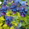 Cerinthe major 'Purpurascens' - Orgulho de Gibraltar, Blue Honeywort, Pride of Gibraltar, Flor de Cera Púrpura - Image 5